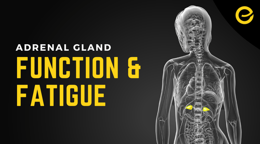 Adrenal Gland Function & Fatigue - EnerHealth Botanicals