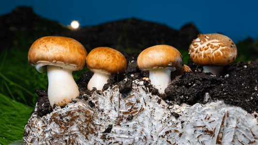 Mycelium vs Fruiting Body Extracts - EnerHealth Botanicals