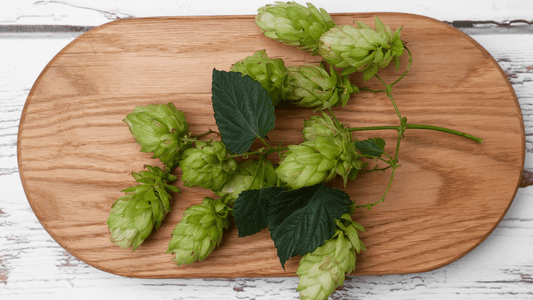 What is Hops Strobile Herb and How Does it Work? - EnerHealth Botanicals