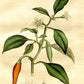 Cayenne Extract - EnerHealth Botanicals
