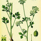 Celery Seed Extract - EnerHealth Botanicals