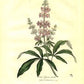 Chaste Tree Berry Extract - EnerHealth Botanicals