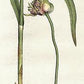Garlic Bulb Extract - EnerHealth Botanicals