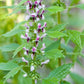 Motherwort Herb Extract - EnerHealth Botanicals