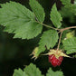 Raspberry Leaf Extract - EnerHealth Botanicals