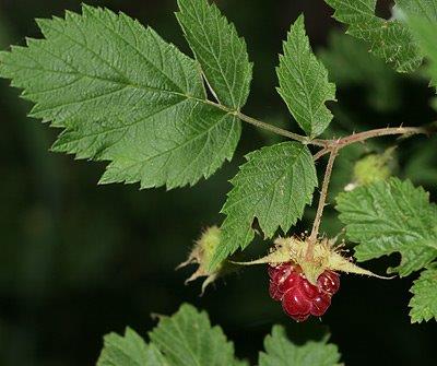 Raspberry Leaf Extract - EnerHealth Botanicals