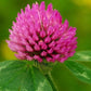 Red Clover Blossom Extract - EnerHealth Botanicals