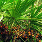 Saw Palmetto Berry Extract - EnerHealth Botanicals
