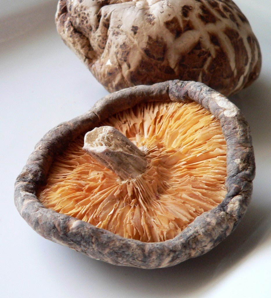 Shiitake Mushroom Extract - EnerHealth Botanicals