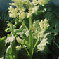 Turkey Rhubarb Extract - EnerHealth Botanicals