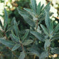 Yerba Santa Leaf Extract - EnerHealth Botanicals
