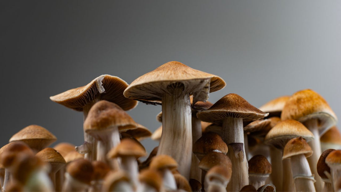 Benefits of Adding Mushrooms to Your Coffee - EnerHealth Botanicals