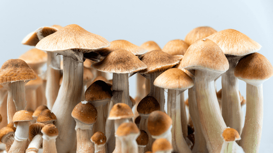 Benefits of Medicinal Mushrooms on Healthy Lifestyle - EnerHealth Botanicals