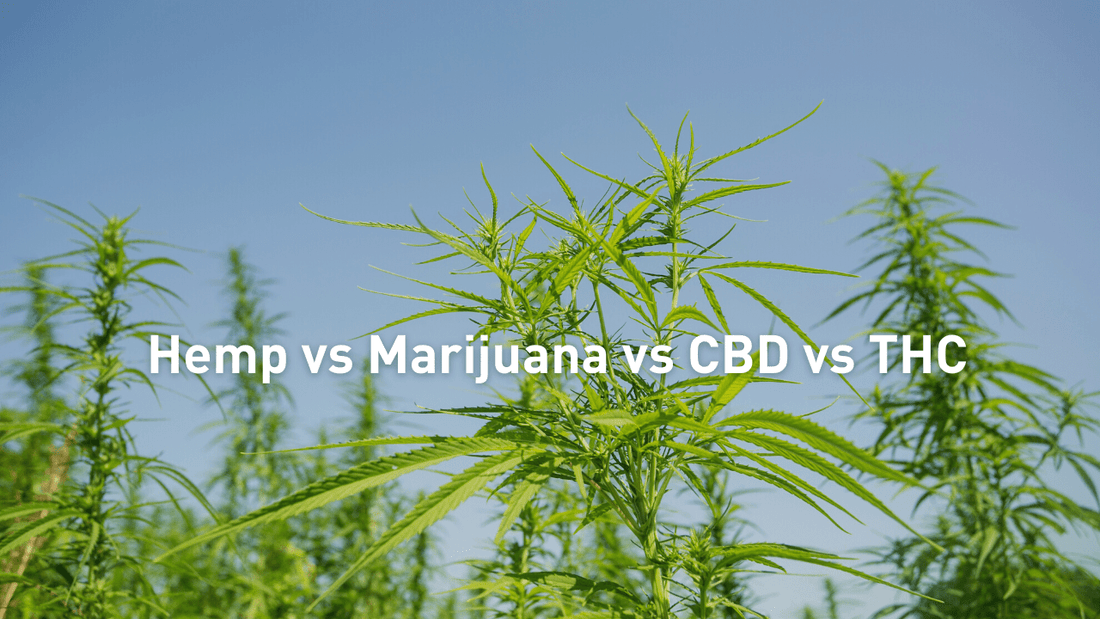Hemp vs Marijauna vs THC vs CBD: What is the Difference? - EnerHealth Botanicals