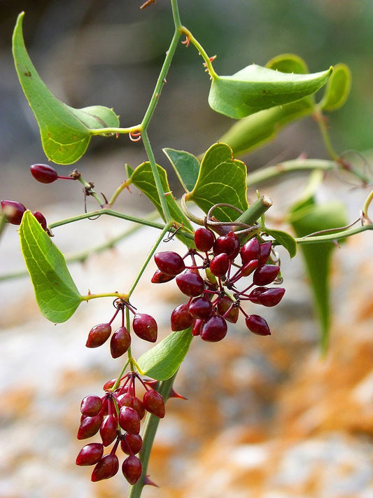 Know Your Local Herbs! - Sarsaparilla Root - EnerHealth Botanicals