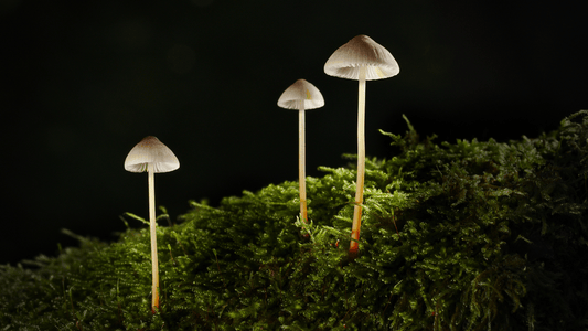 Mushroom Magic - EnerHealth Botanicals