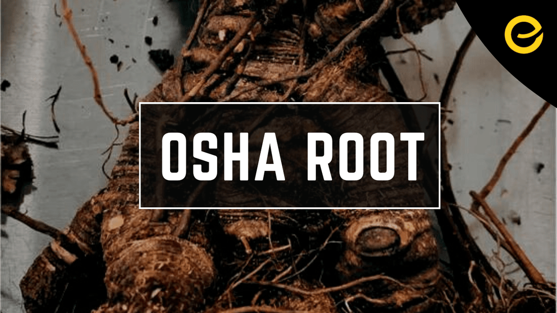 Osha Root, Native American herb for Respiratory Health and Immune Strength - EnerHealth Botanicals