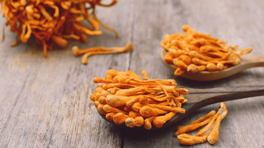 Potential Benefits of Cordyceps to your Health - EnerHealth Botanicals