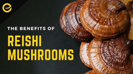 Reishi Mushrooms are very popular, but what might their benefits be? - EnerHealth Botanicals