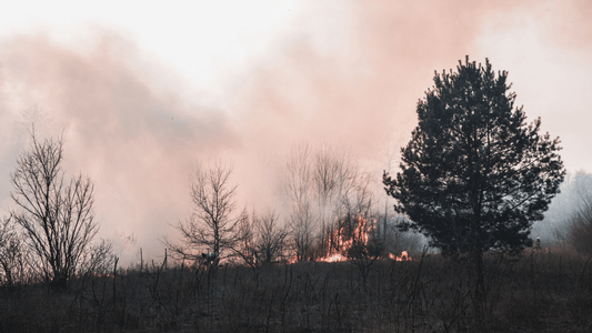 The Ultimate Guide to Natural Herbs for Wildfire Smoke - EnerHealth Botanicals