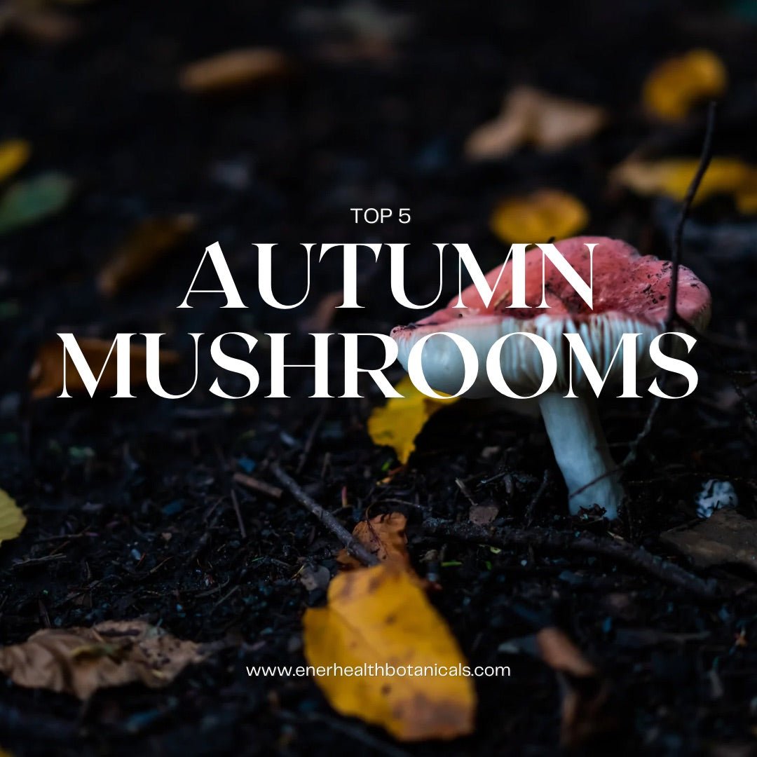 Top 5 Popular Autumn Mushrooms - EnerHealth Botanicals