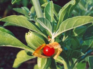 Ashwagandha Extract - EnerHealth Botanicals