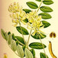 Astragalus Root Extract - EnerHealth Botanicals