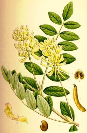 Astragalus Root Extract - EnerHealth Botanicals