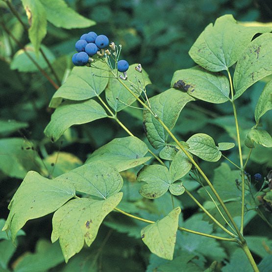 Blue Cohosh Root Extract - EnerHealth Botanicals