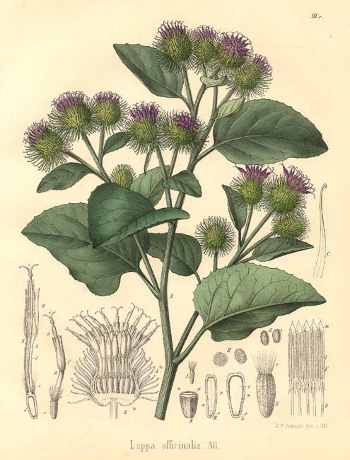 Burdock Root Extract - EnerHealth Botanicals