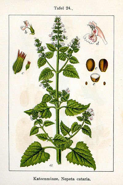 Catnip Extract - EnerHealth Botanicals