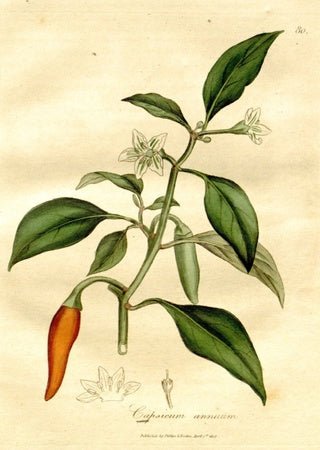 Cayenne Extract - EnerHealth Botanicals