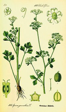 Celery Seed Extract - EnerHealth Botanicals