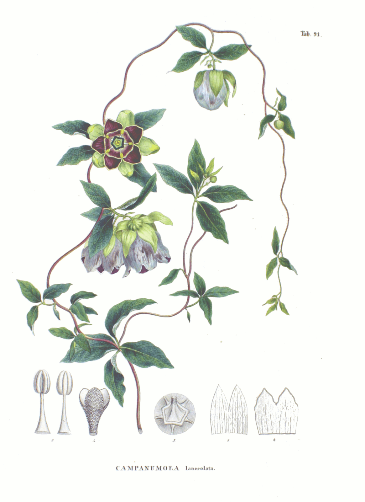 Codonopsis Root Extract - EnerHealth Botanicals