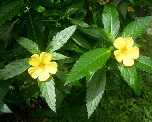 Damiana Leaf Extract - EnerHealth Botanicals