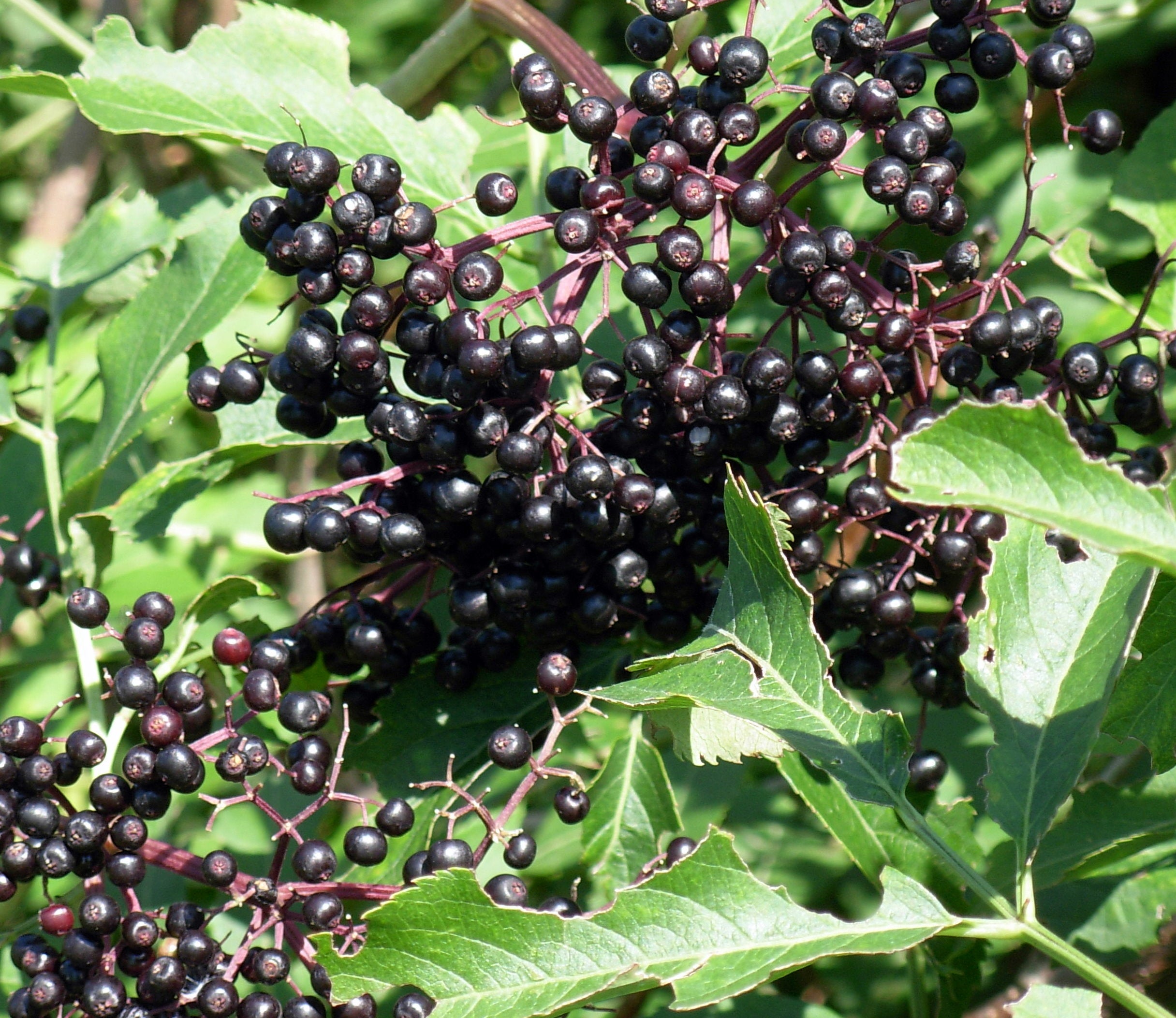 Elderberry Extract