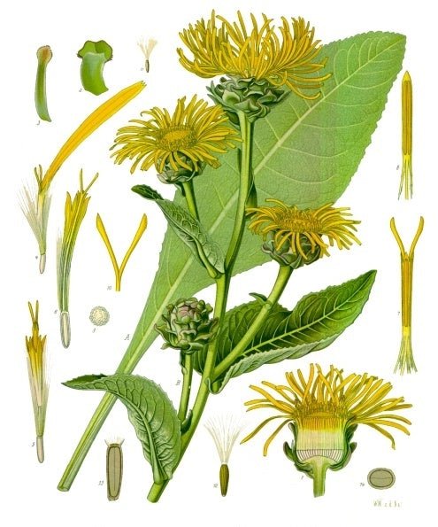 Elecampane Root Extract - EnerHealth Botanicals