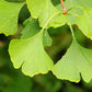 Ginkgo Leaf Extract - EnerHealth Botanicals