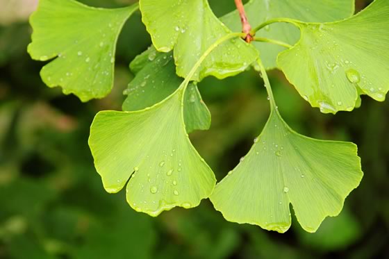 Ginkgo Leaf Extract - EnerHealth Botanicals