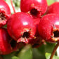 Hawthorn Berry Extract - EnerHealth Botanicals