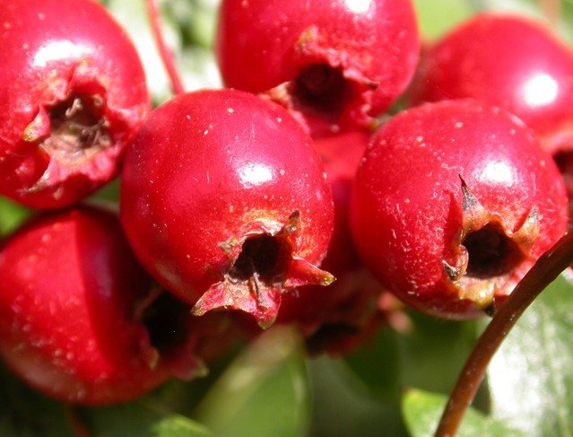 Hawthorn Berry Extract - EnerHealth Botanicals