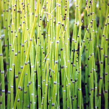 Horsetail Extract - EnerHealth Botanicals