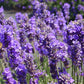 Lavender Extract - EnerHealth Botanicals