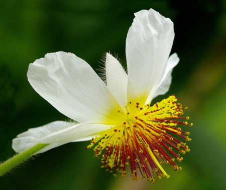 Linden Herb Extract - EnerHealth Botanicals
