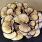 Maitake Mushroom Extract - EnerHealth Botanicals
