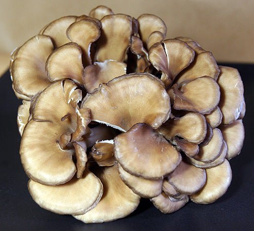 Maitake Mushroom Extract - EnerHealth Botanicals