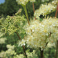 Meadowsweet Herb Extract - EnerHealth Botanicals