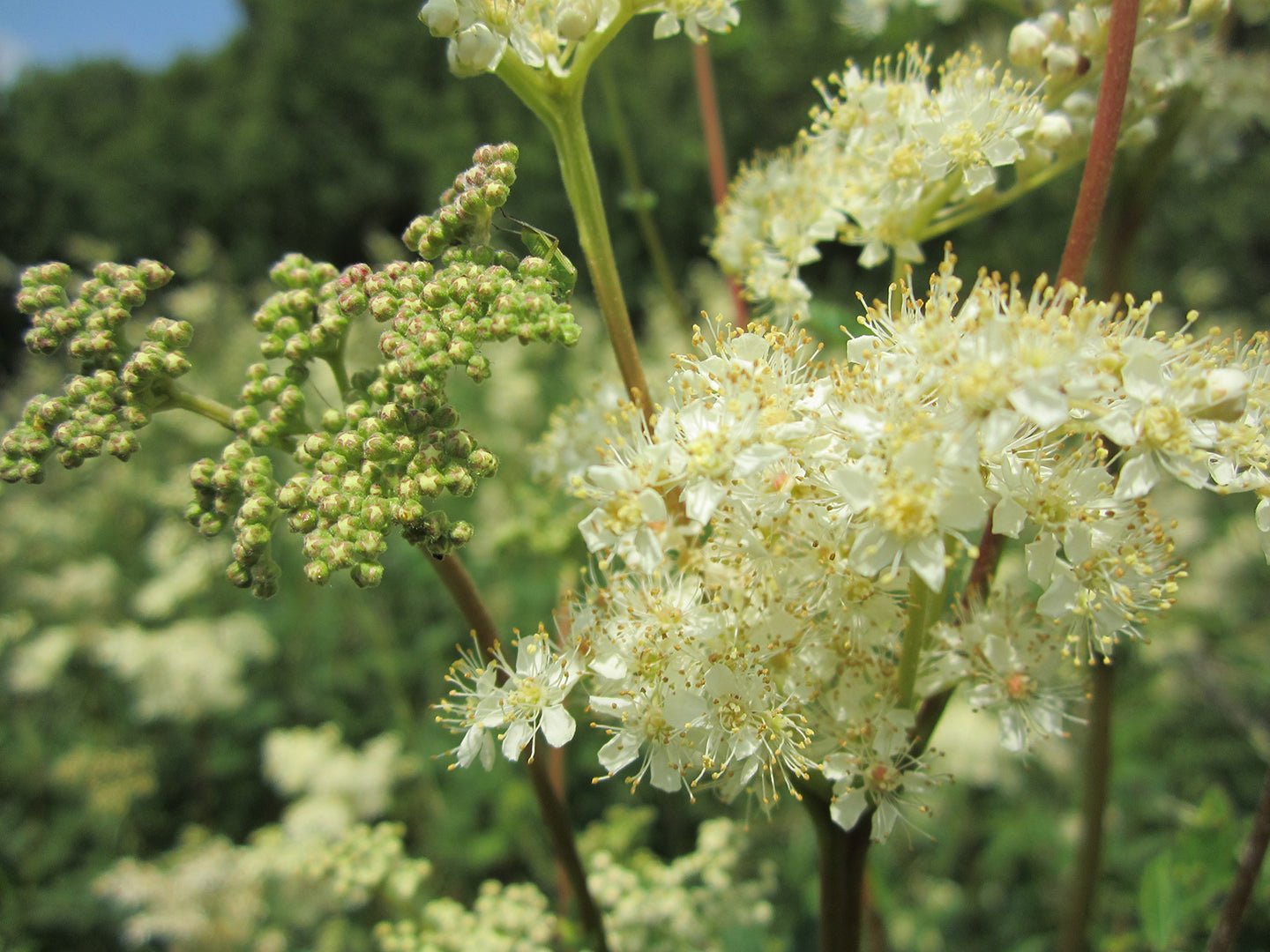 Meadowsweet Herb Extract - EnerHealth Botanicals