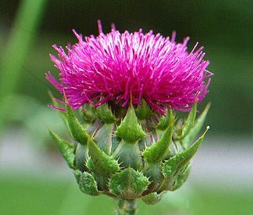 Milk Thistle Seed Extract - EnerHealth Botanicals