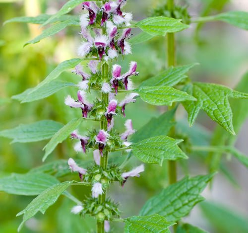Motherwort Herb Extract - EnerHealth Botanicals